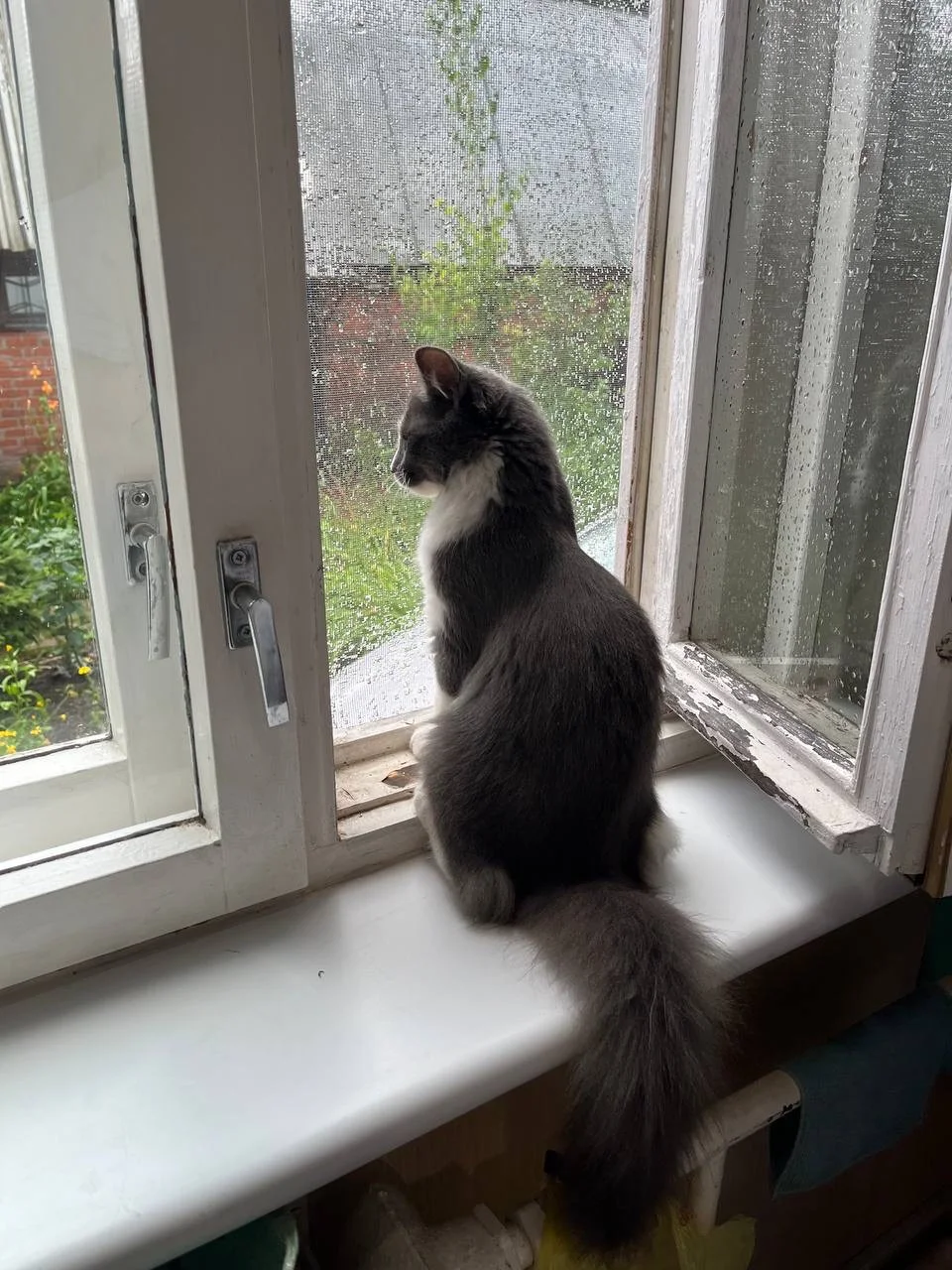 Котенок ищет дом - миниатюра 2