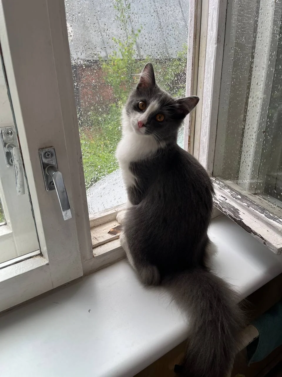 Котенок ищет дом - миниатюра 3
