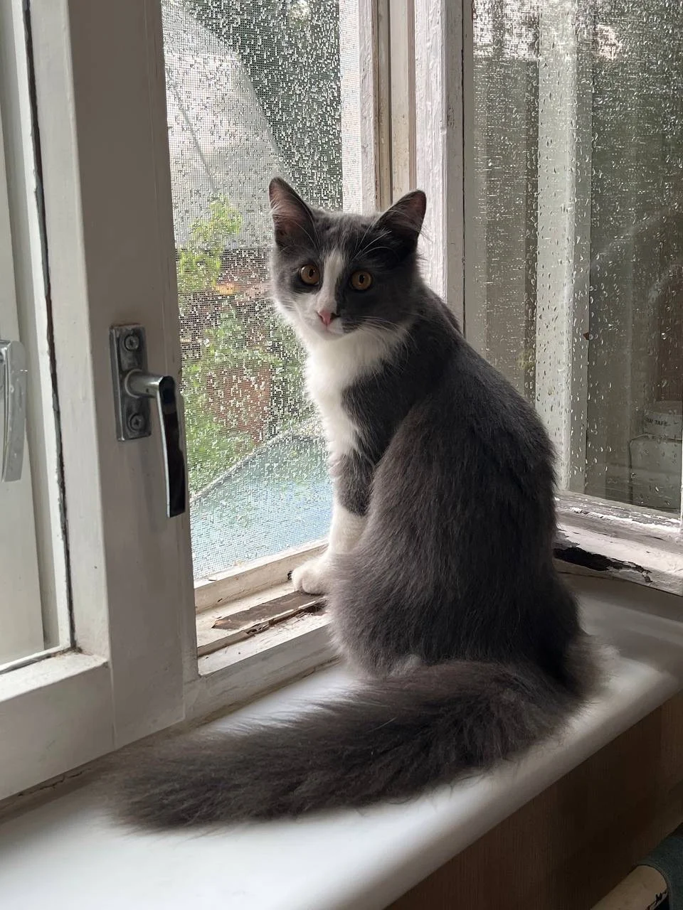 Котенок ищет дом - миниатюра 4