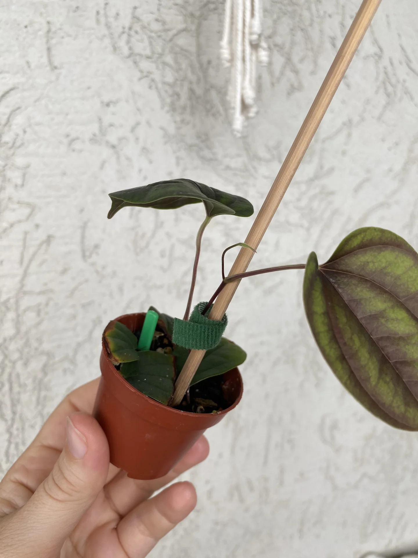 Диоскорея sp Borneo Black - изображение 1