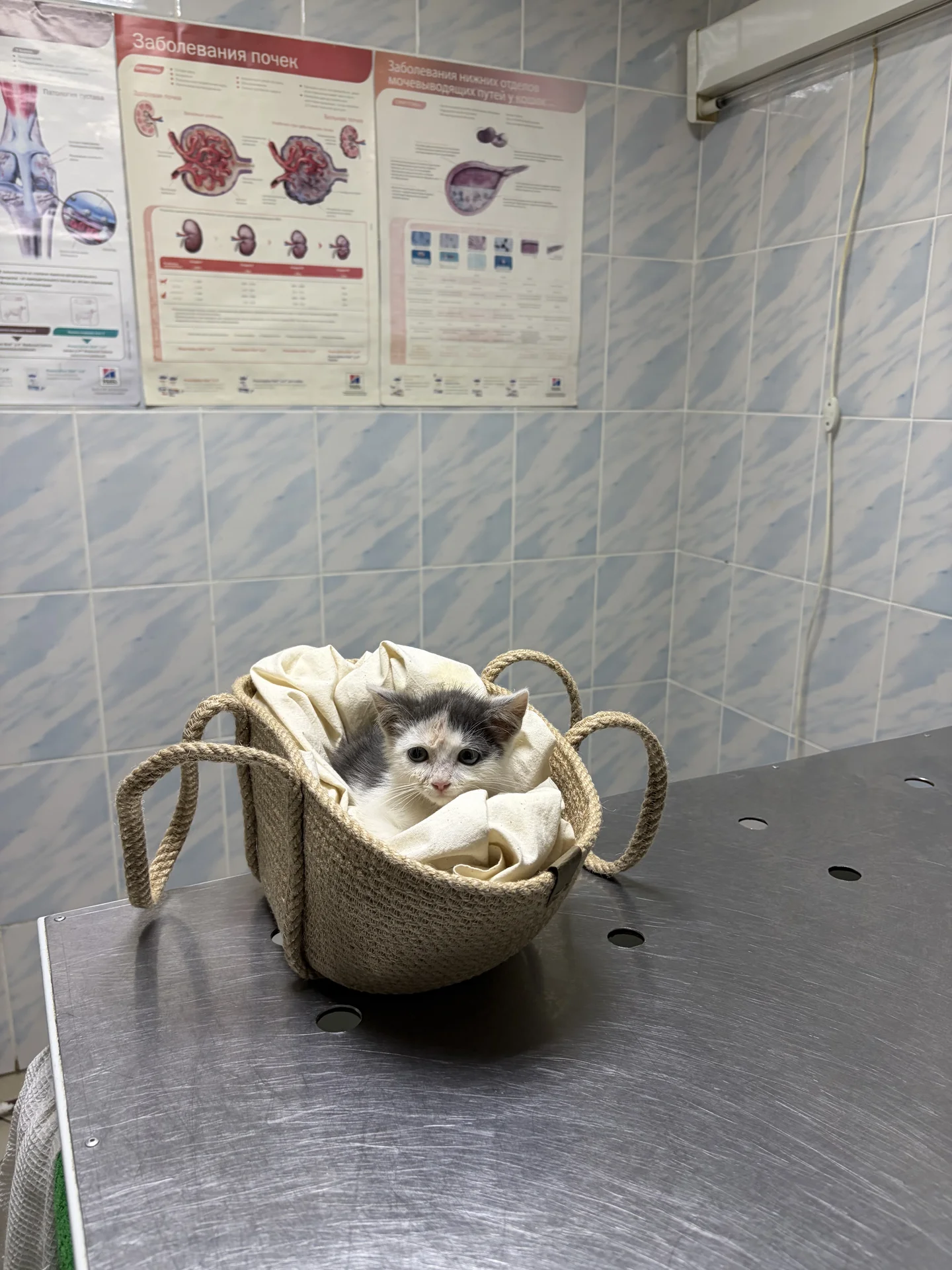 отдам кота в хорошие руки - изображение 1