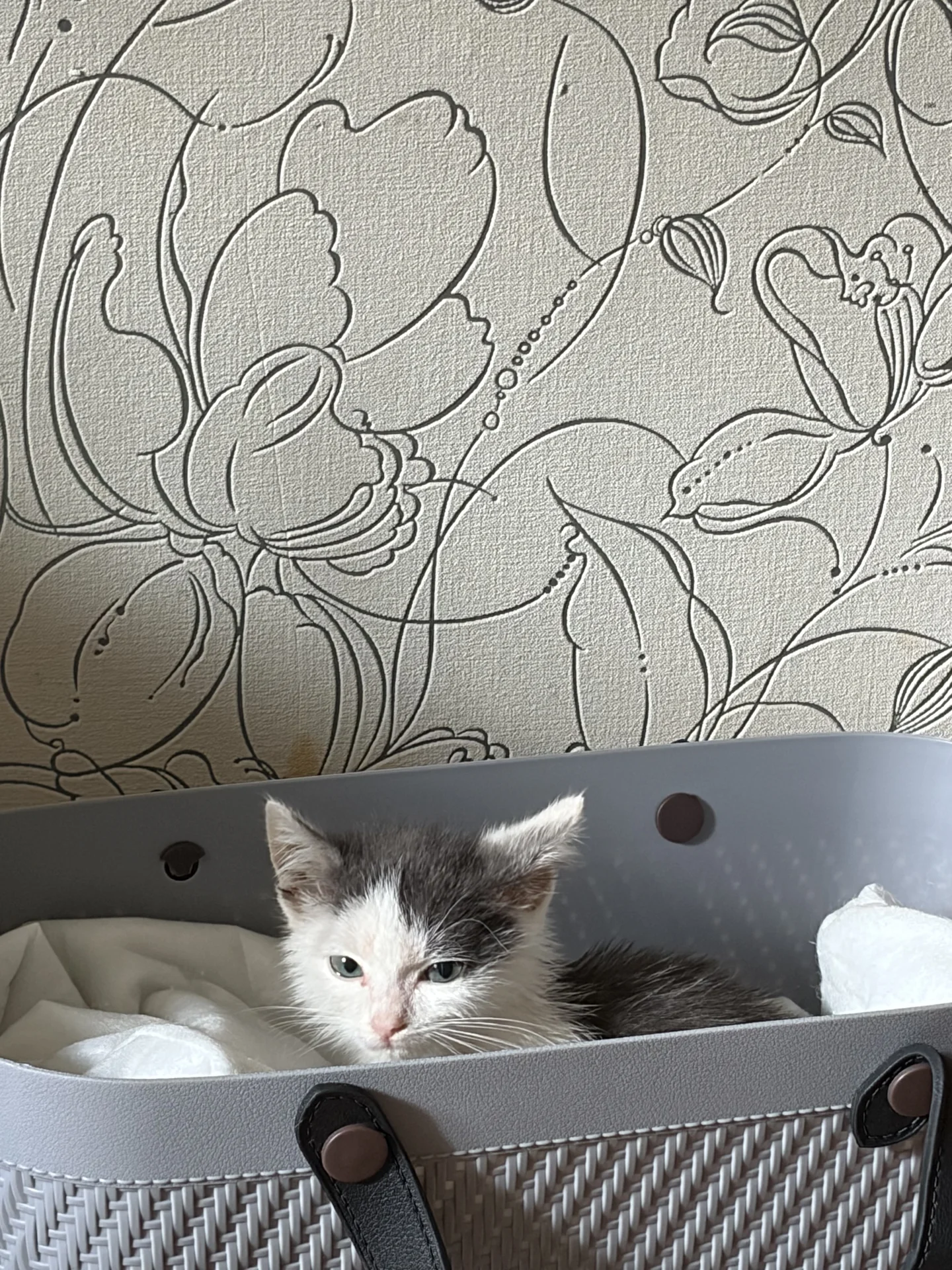 отдам кота в хорошие руки - миниатюра 2