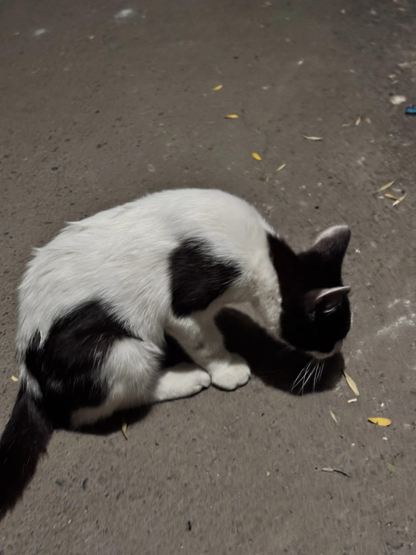 котенок с сердечком - изображение 1