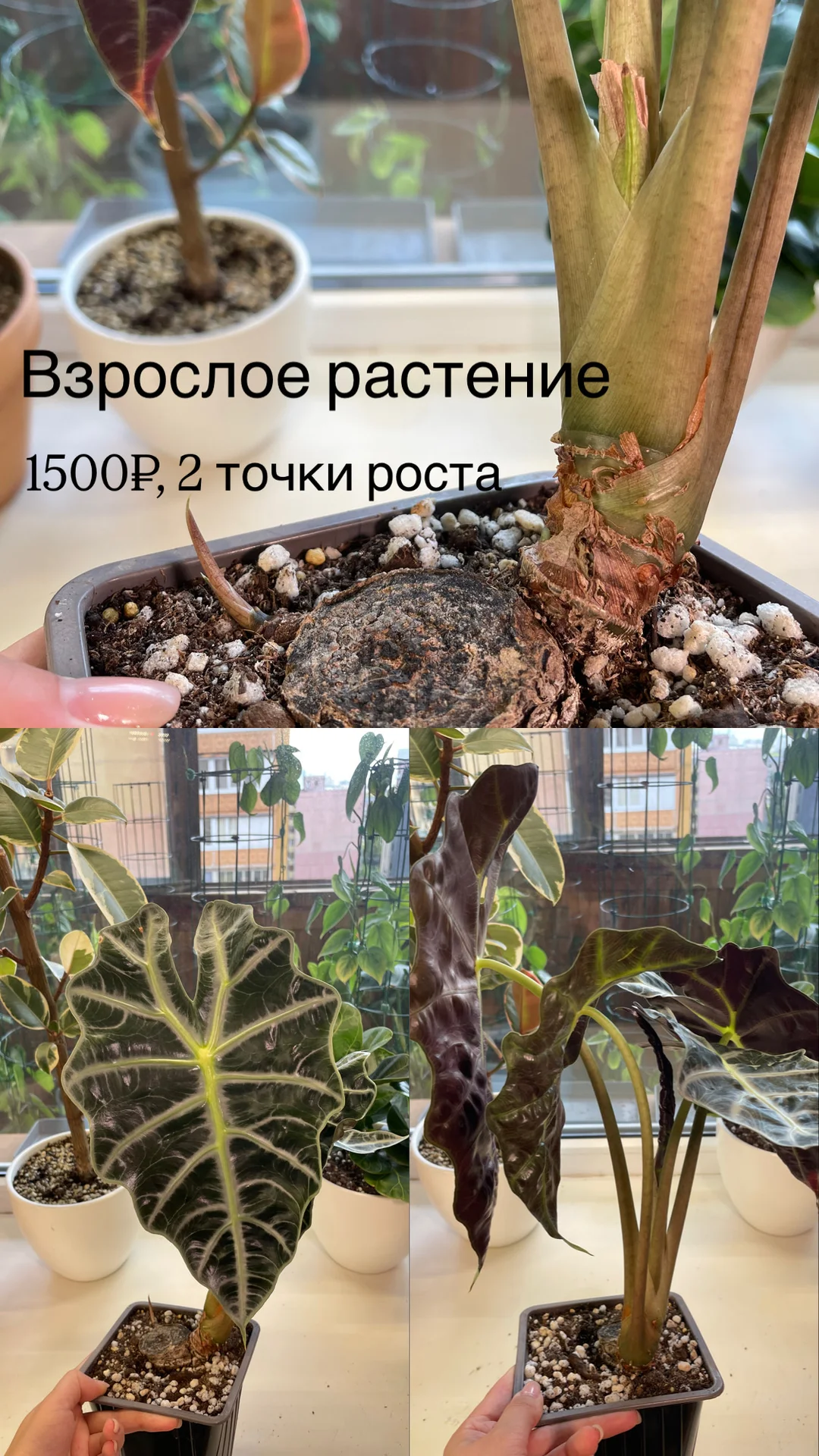 алоказия полли, взрослые растения - изображение 1