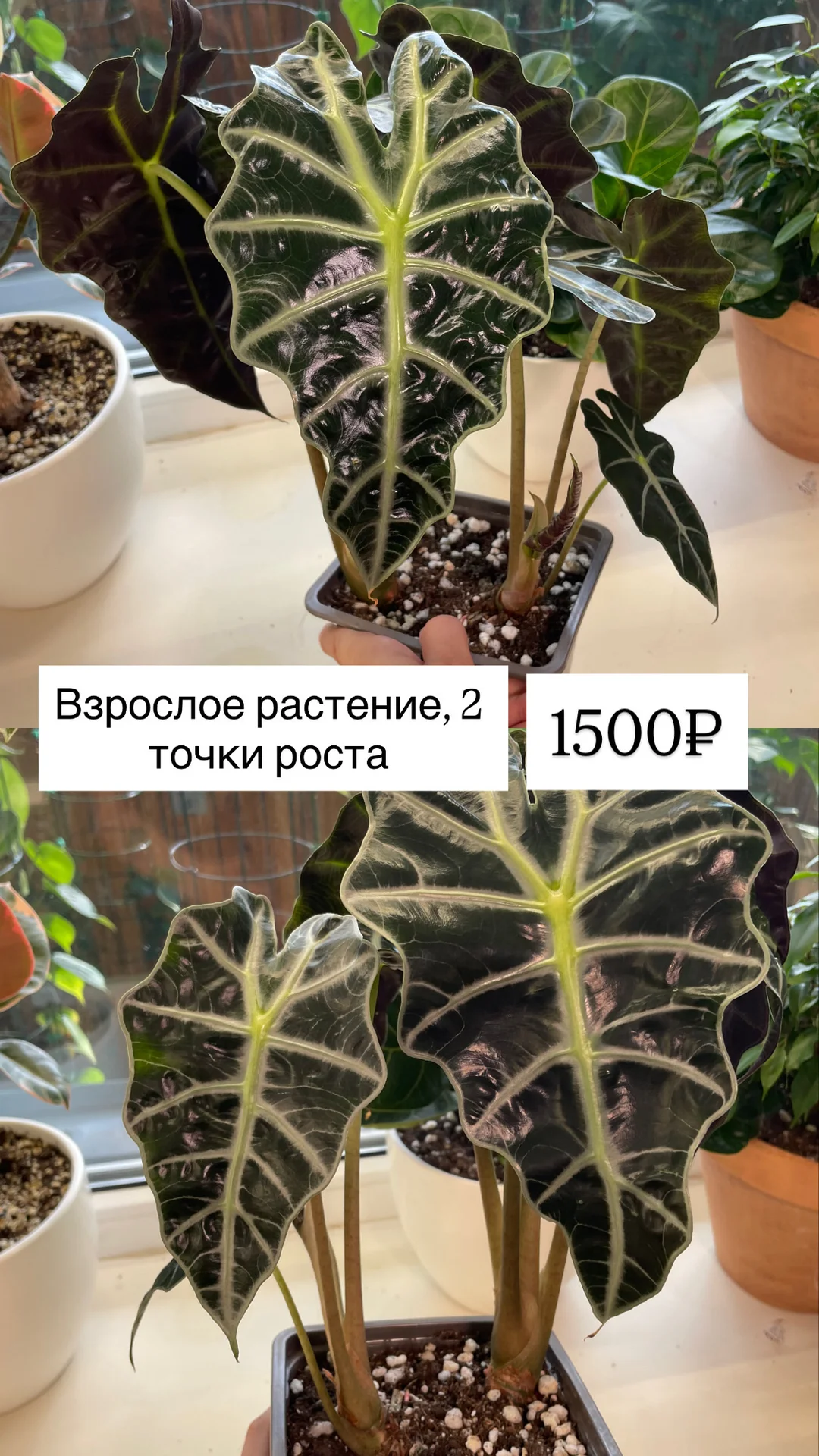 алоказия полли, взрослые растения - миниатюра 2