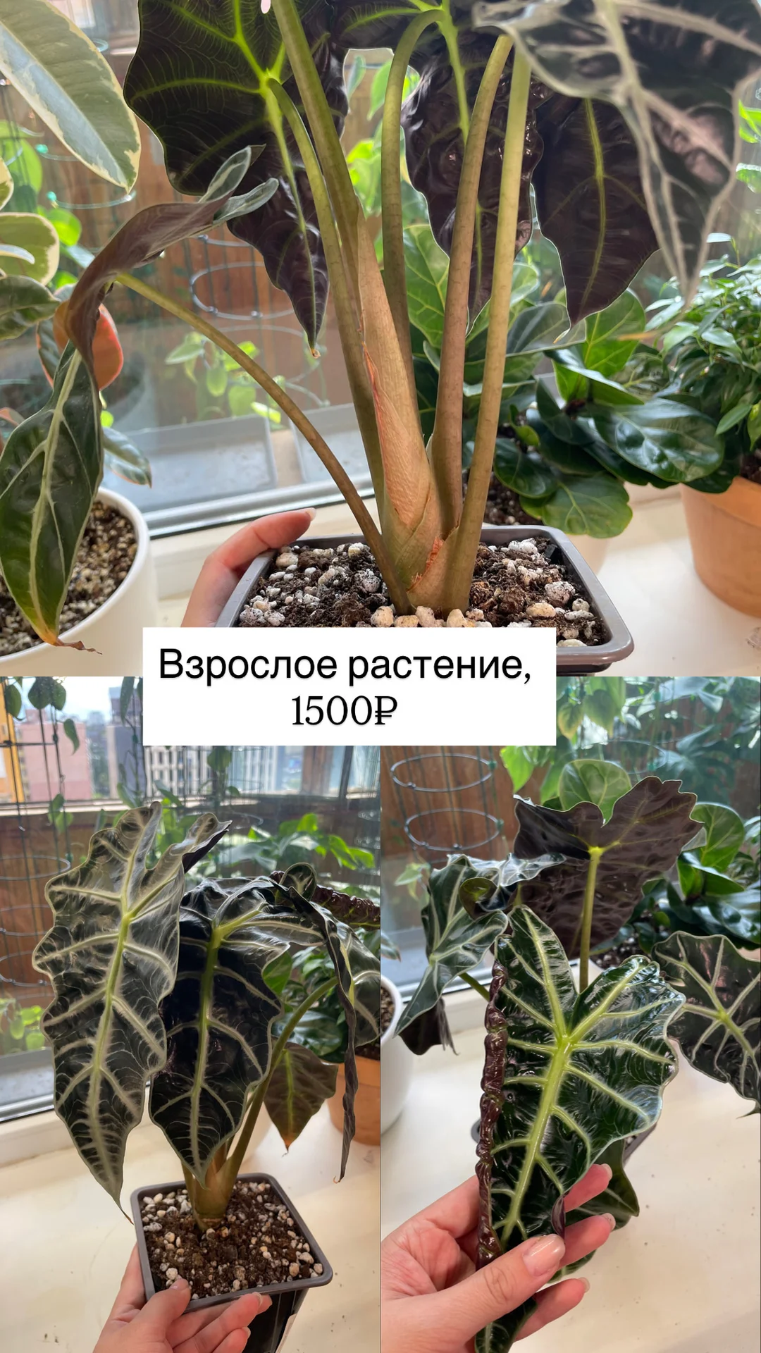 алоказия полли, взрослые растения - миниатюра 3