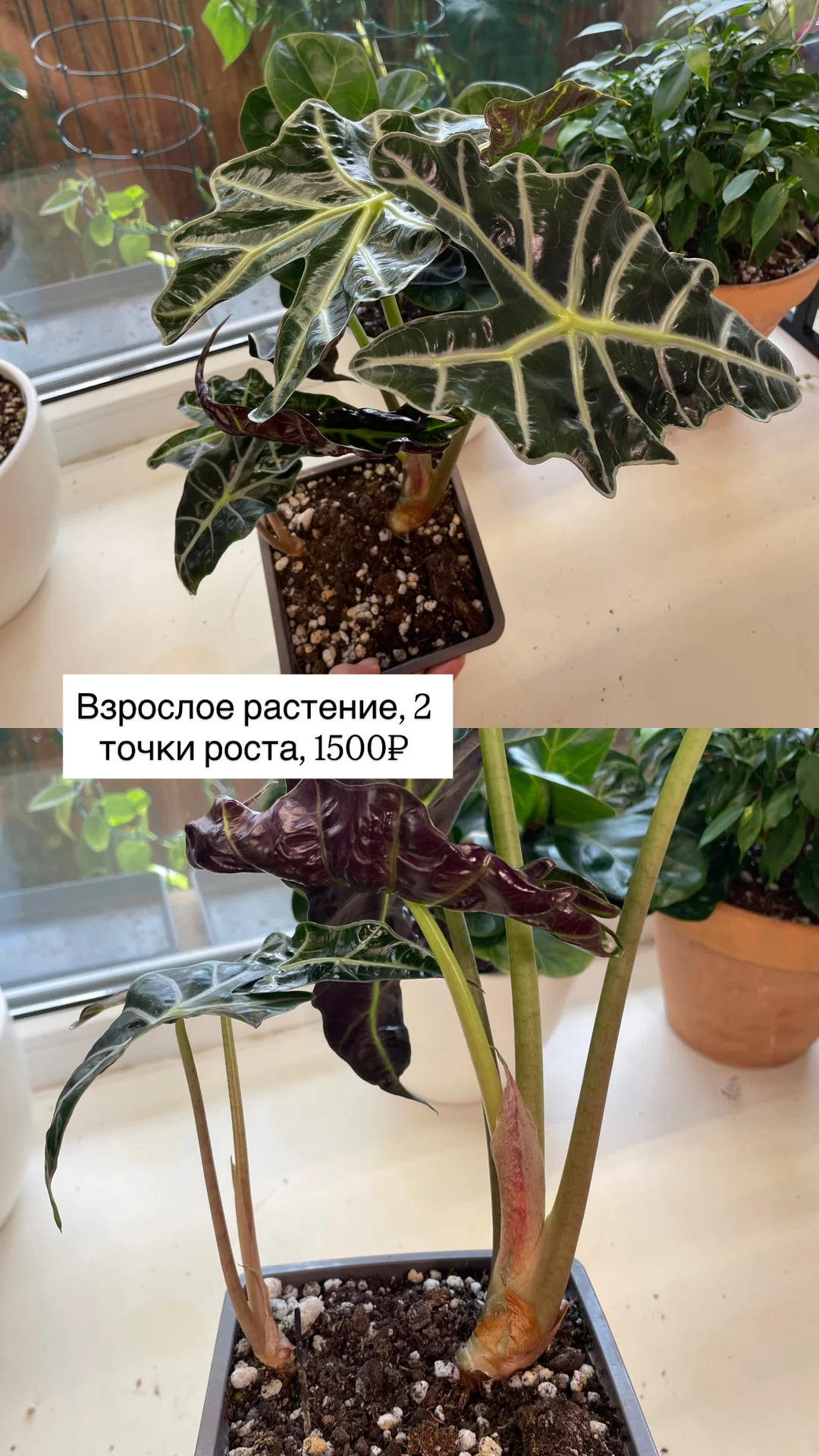 алоказия полли, взрослые растения - миниатюра 4