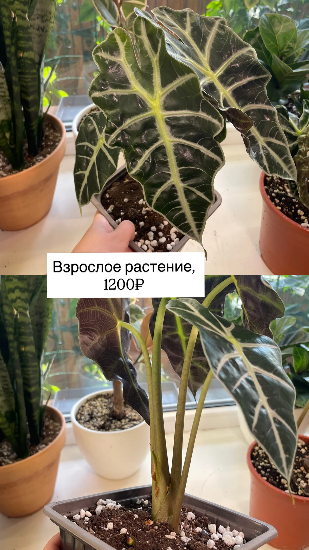 алоказия полли, взрослые растения - миниатюра 5