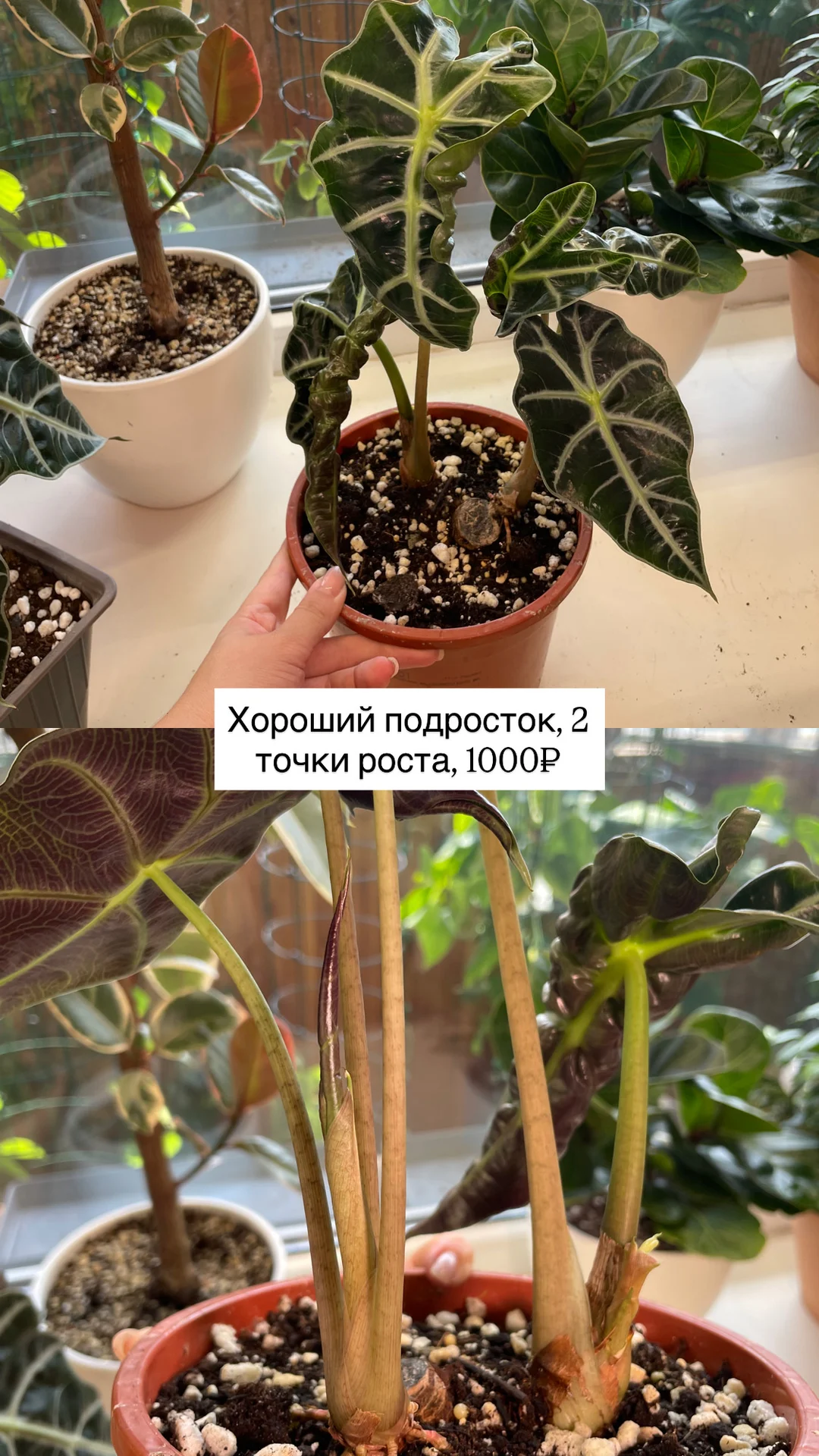 алоказия полли, взрослые растения - миниатюра 6