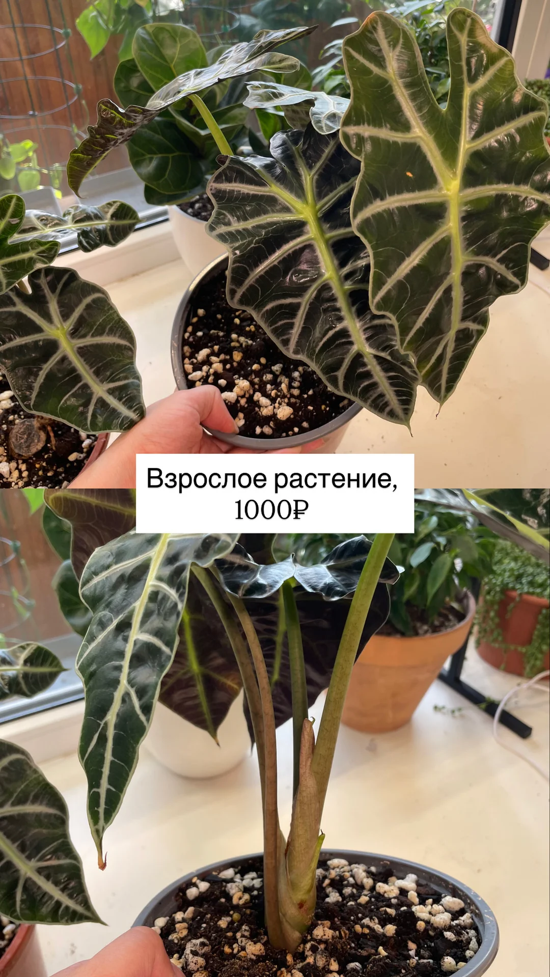 алоказия полли, взрослые растения - миниатюра 7