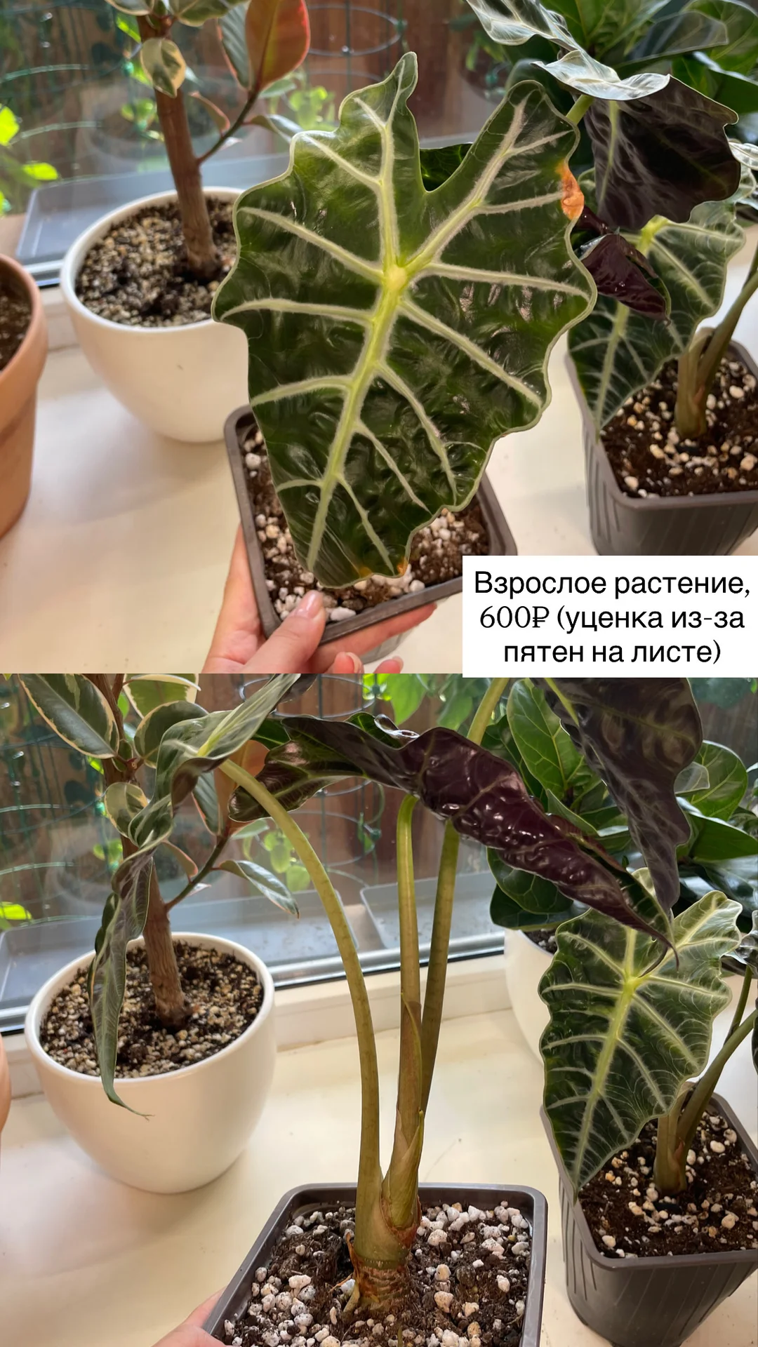 алоказия полли, взрослые растения - миниатюра 8