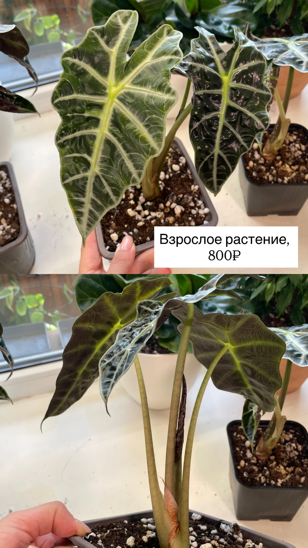 алоказия полли, взрослые растения - миниатюра 9