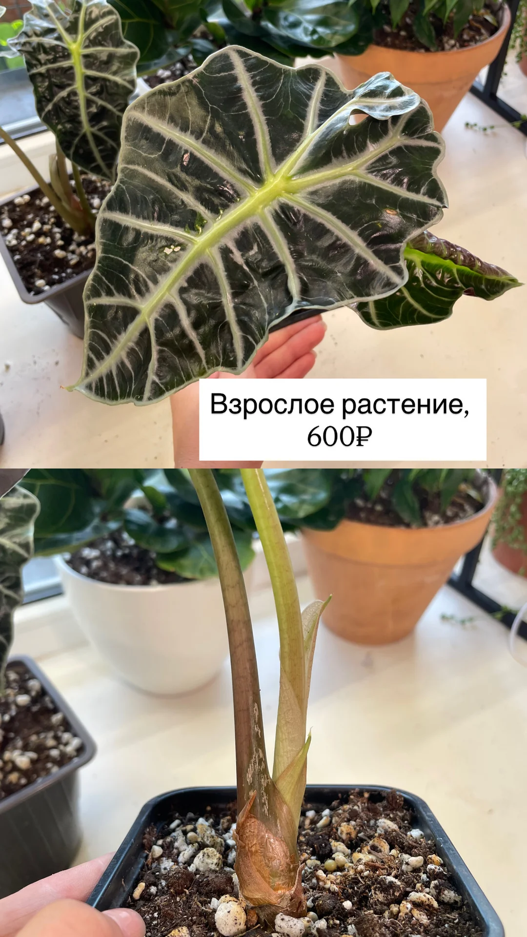 алоказия полли, взрослые растения - миниатюра 10