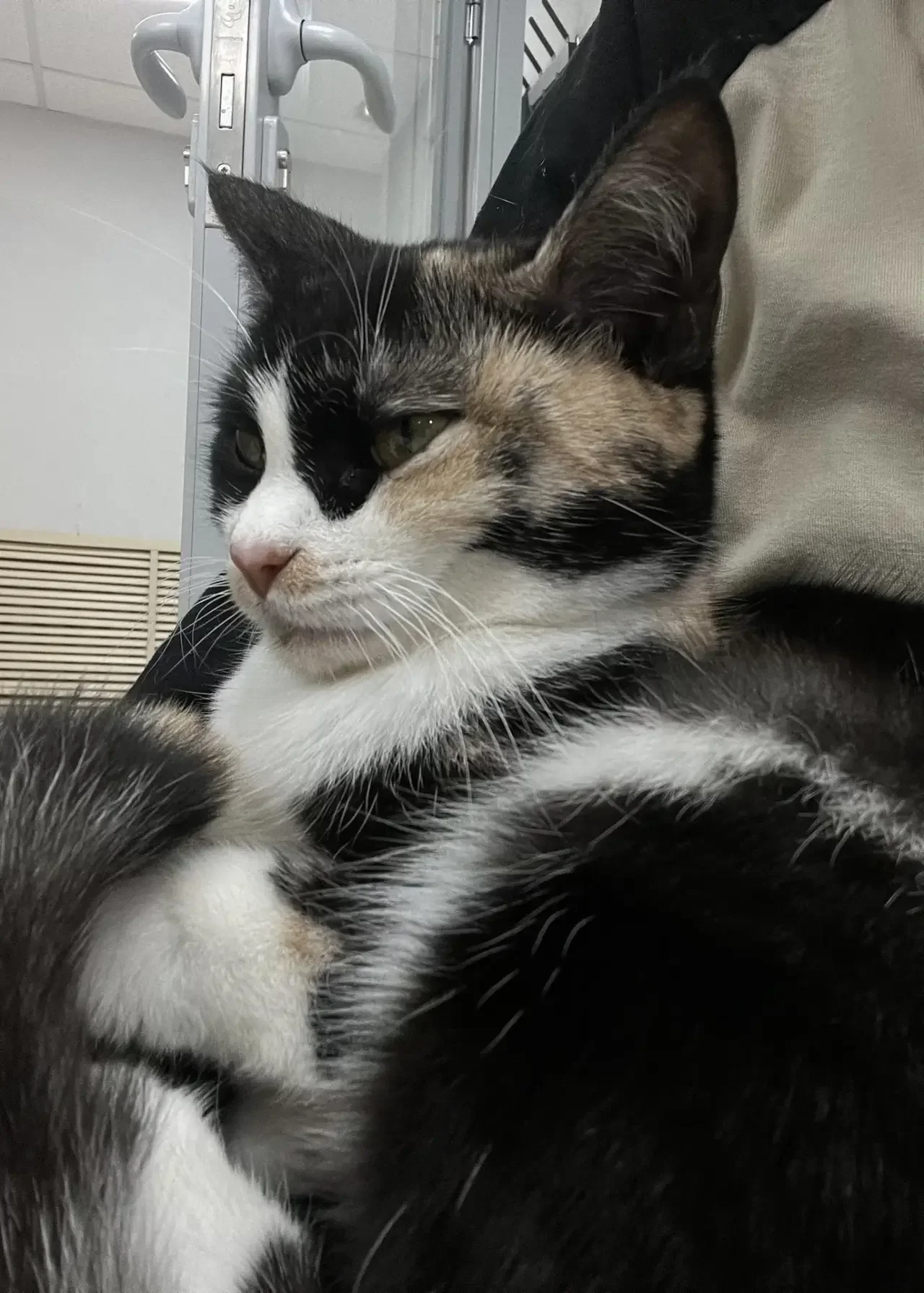 Кошка ждет свою хозяйку - миниатюра 3