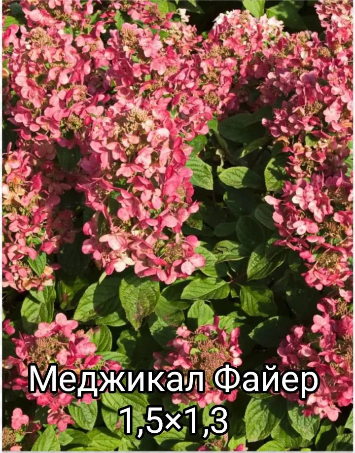 Гортензия - миниатюра 2