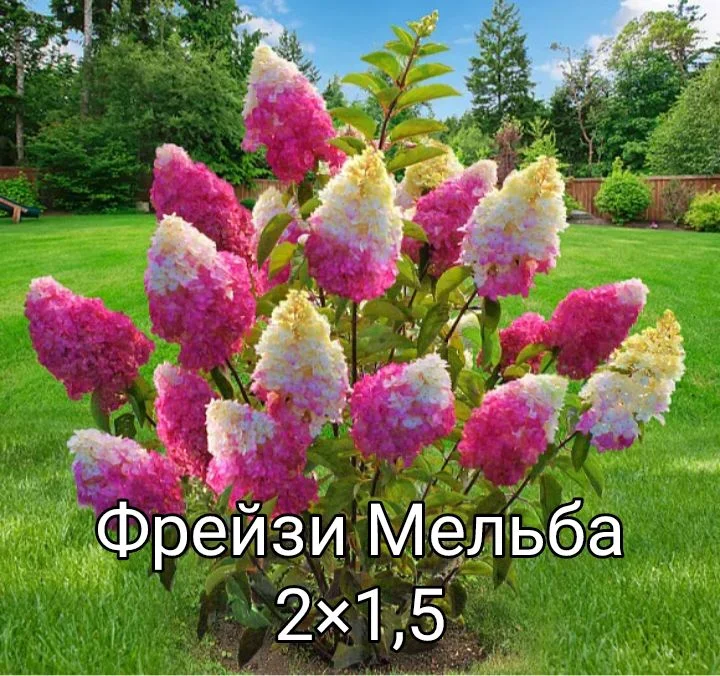 Гортензия - миниатюра 3