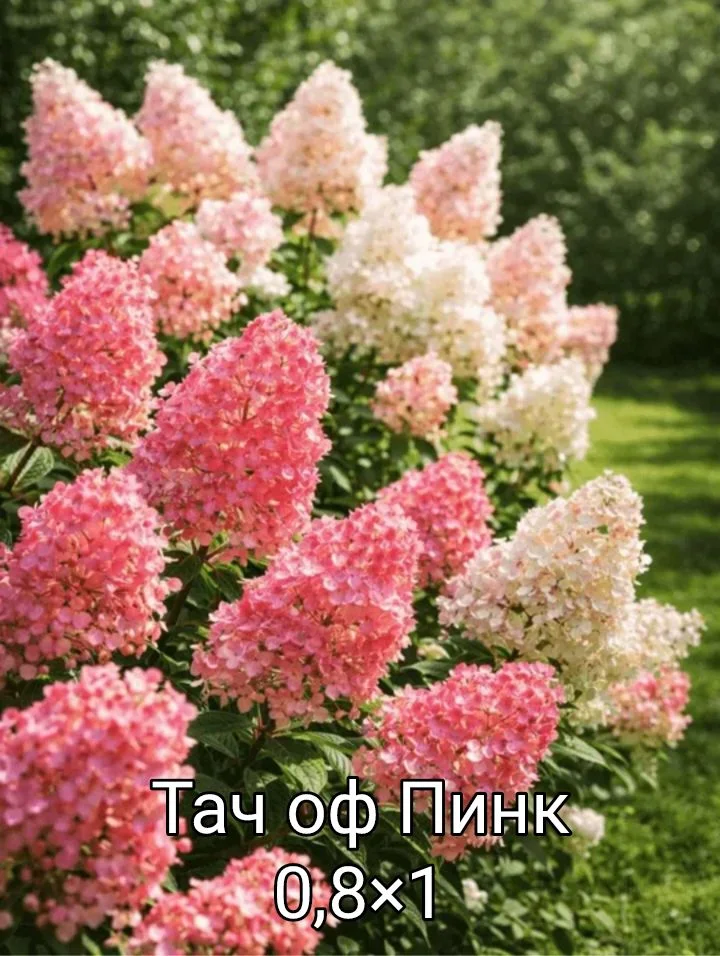 Гортензия - миниатюра 4