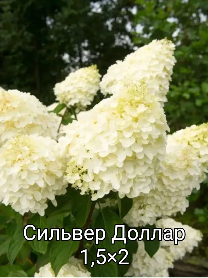 Гортензия - миниатюра 5