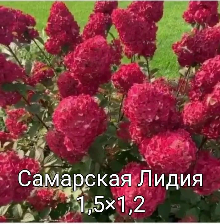 Гортензия - миниатюра 6