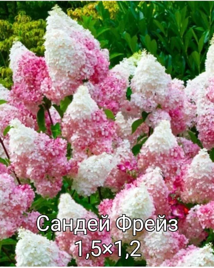 Гортензия - миниатюра 8