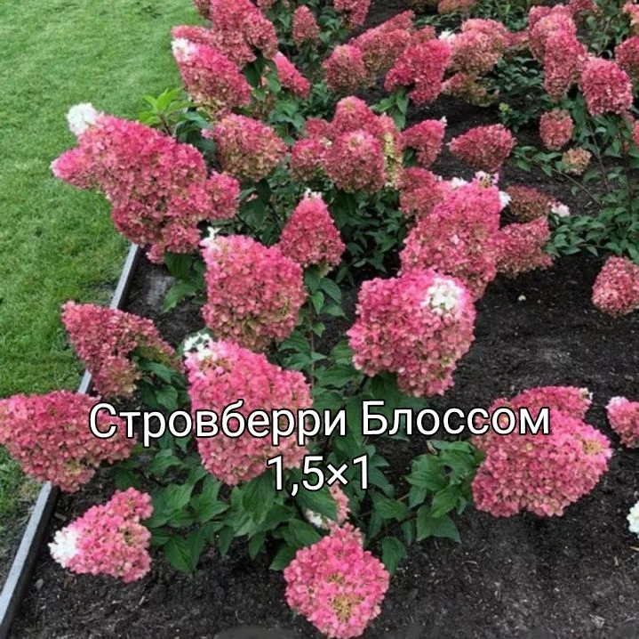 Гортензия - миниатюра 9
