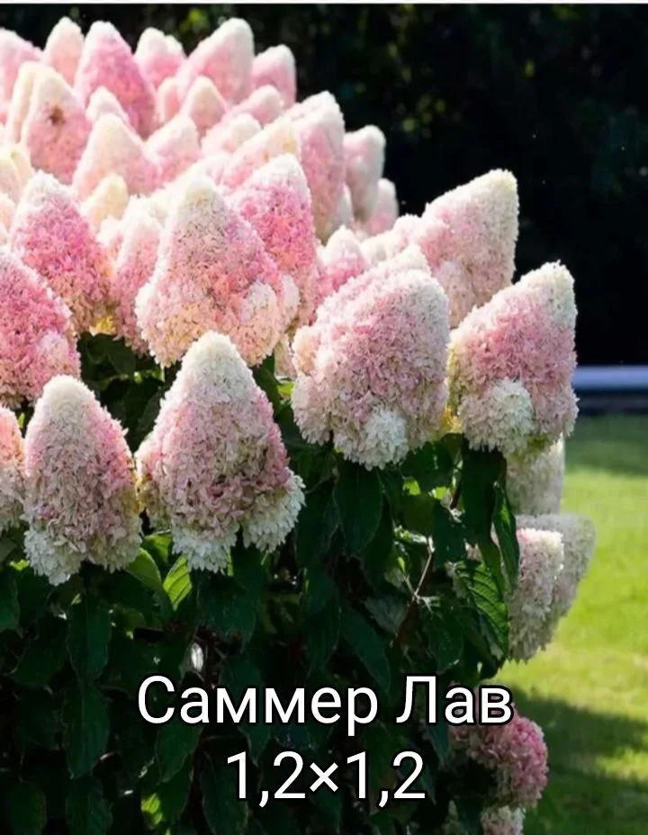 Гортензия - миниатюра 10