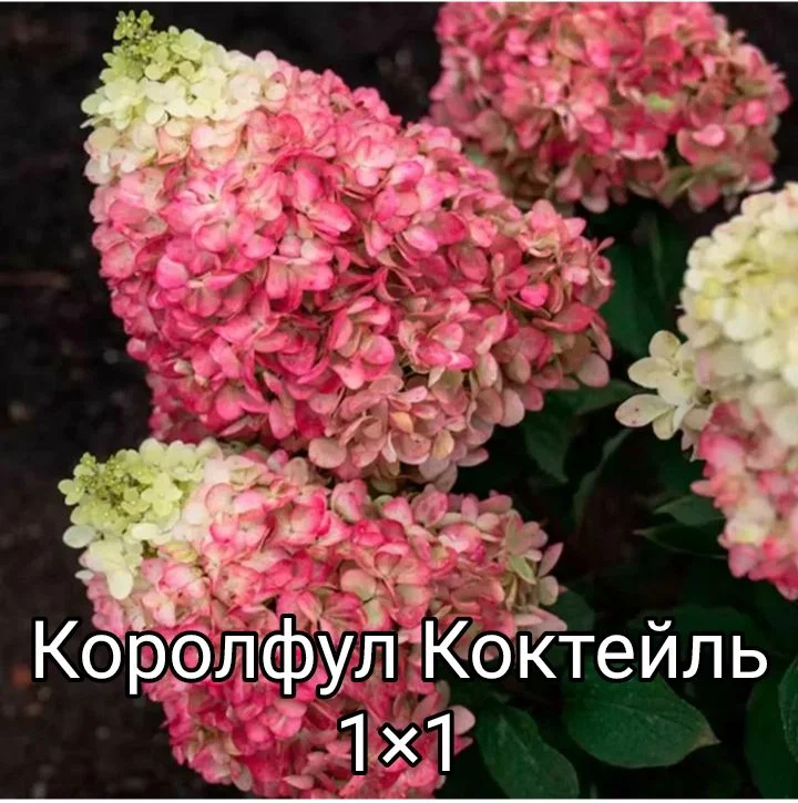 Гортензия - миниатюра 11