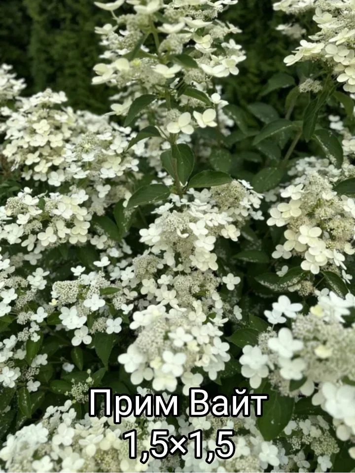Гортензия - миниатюра 13