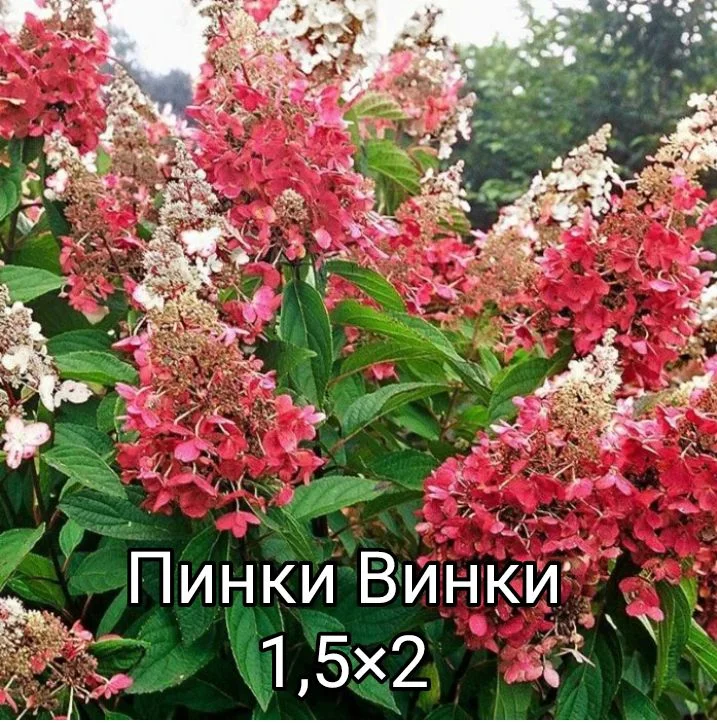 Гортензия - миниатюра 15
