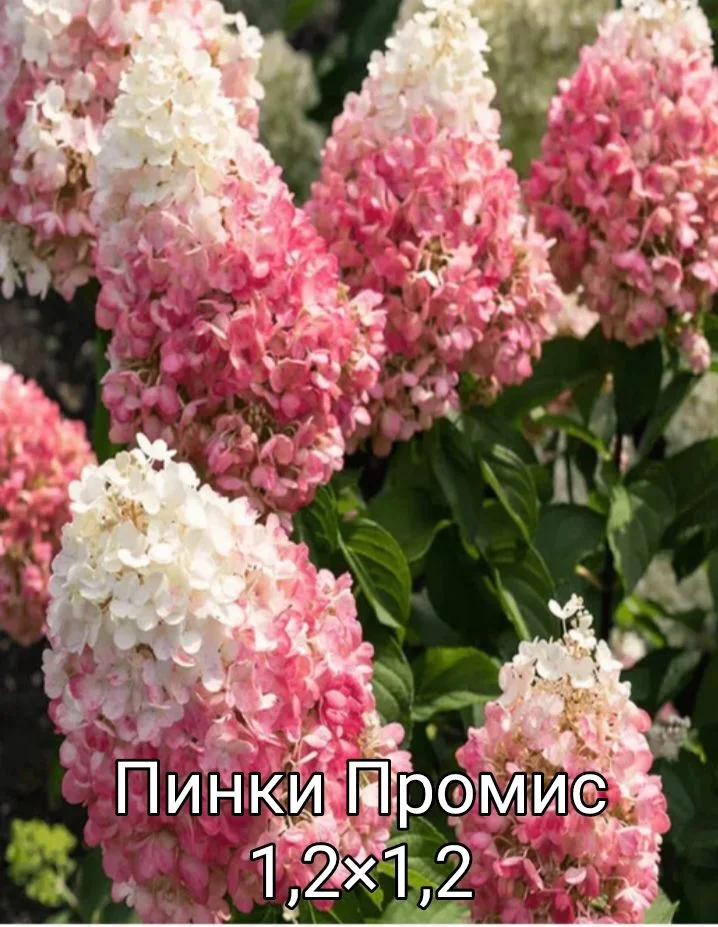 Гортензия - миниатюра 17