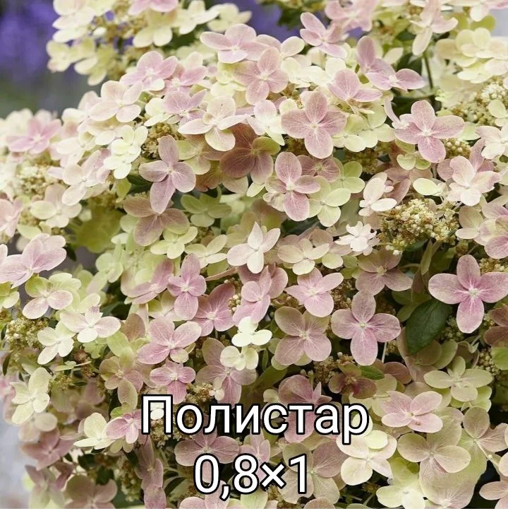 Гортензия - миниатюра 18
