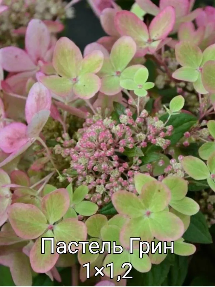Гортензия - миниатюра 19