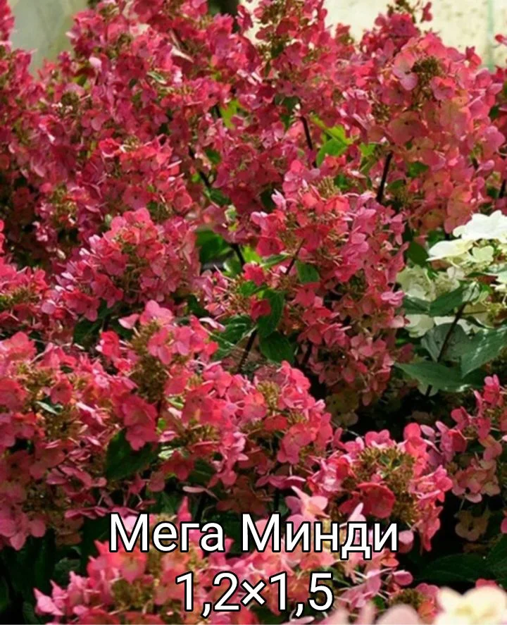 Гортензия - миниатюра 20