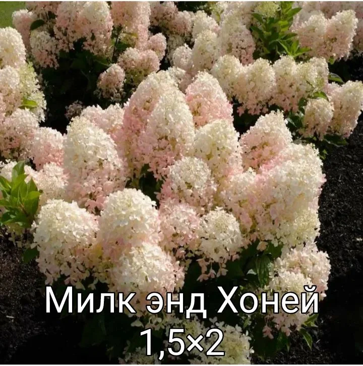 Гортензия - миниатюра 21