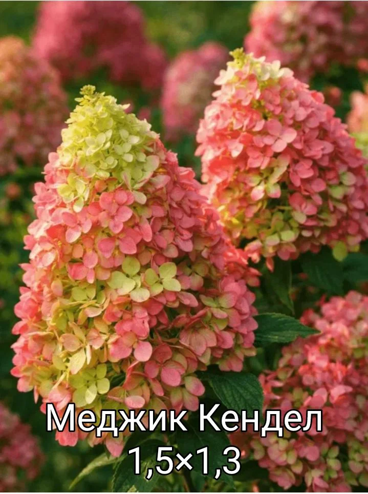Гортензия - миниатюра 22