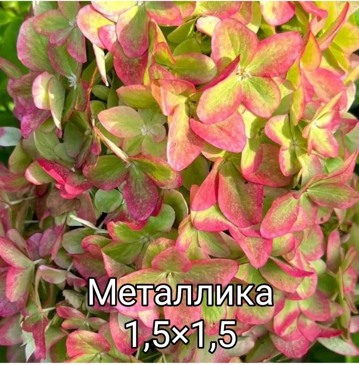 Гортензия - миниатюра 23