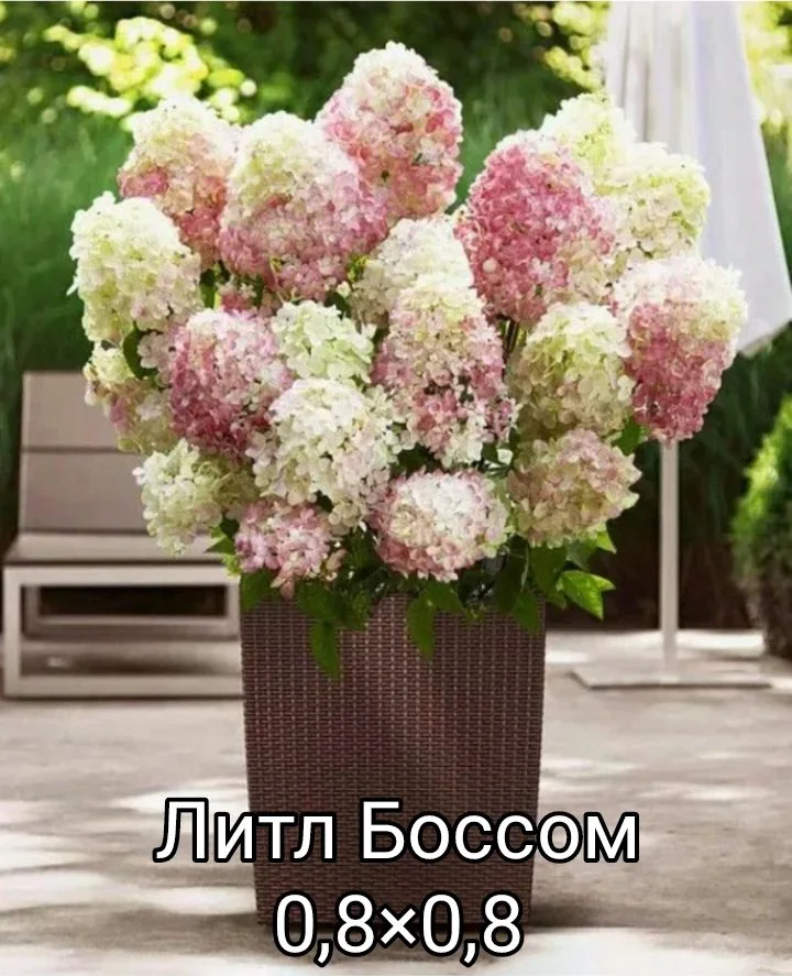Гортензия - миниатюра 25