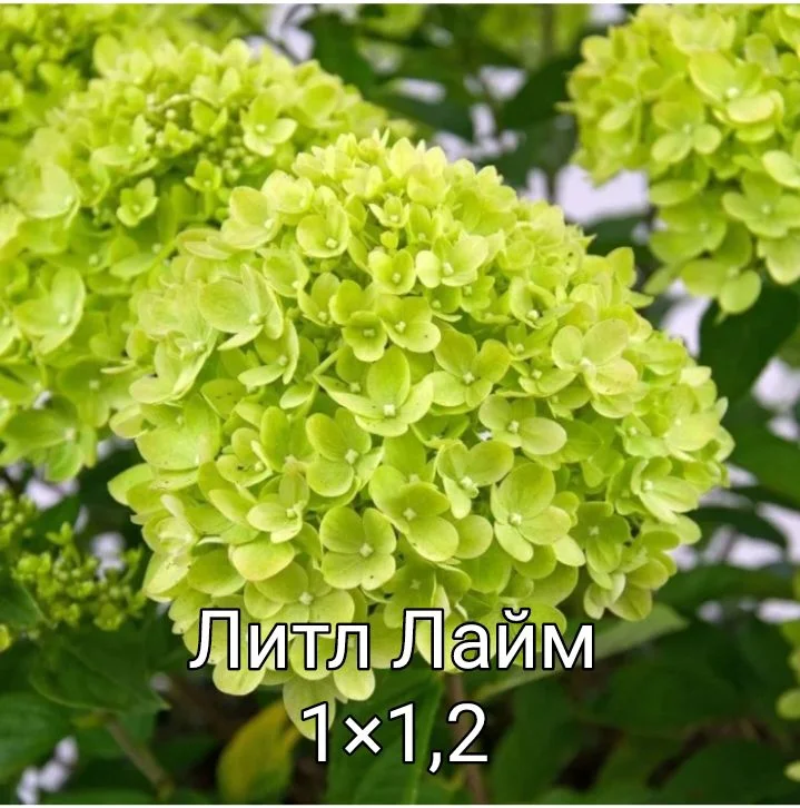 Гортензия - миниатюра 26