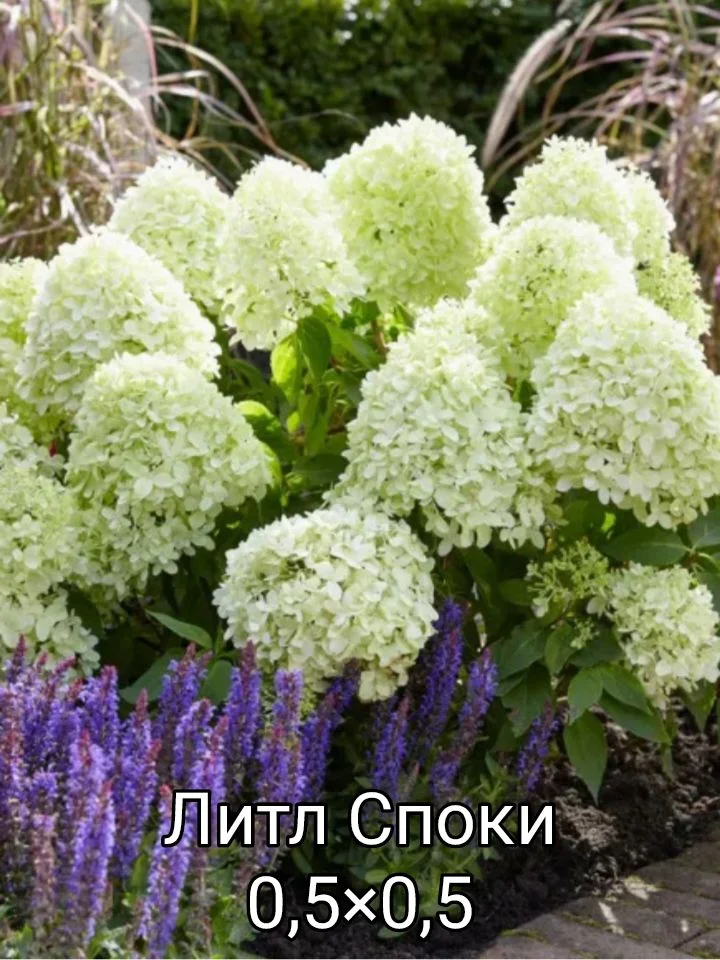 Гортензия - миниатюра 27