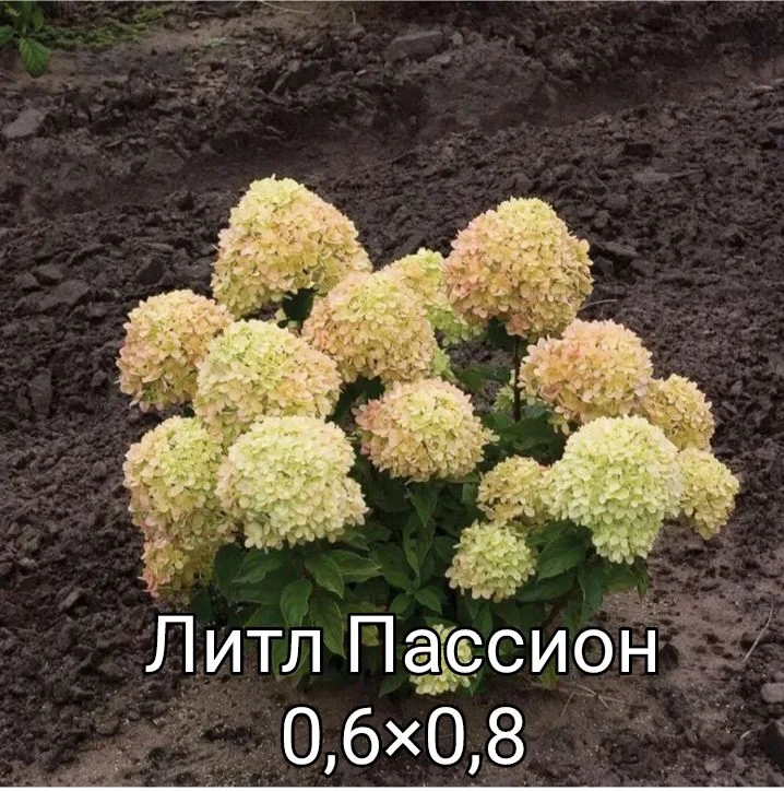Гортензия - миниатюра 29