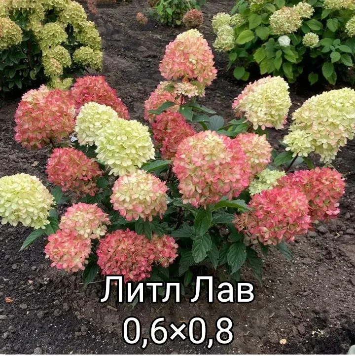 Гортензия - миниатюра 30