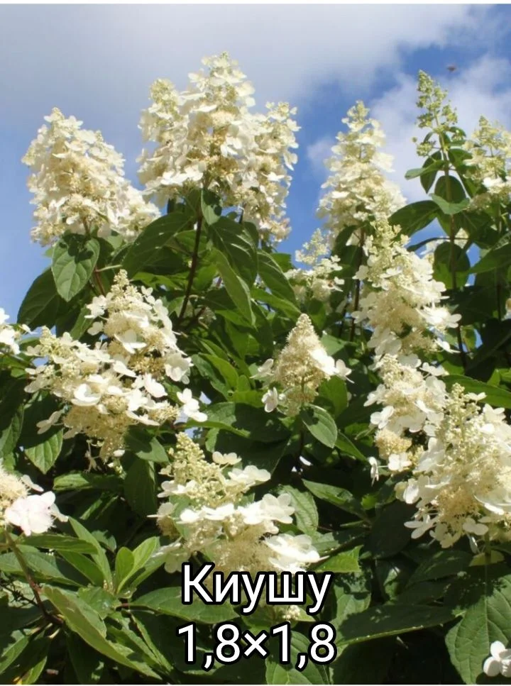 Гортензия - миниатюра 31