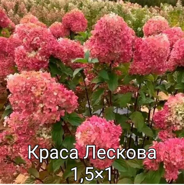 Гортензия - миниатюра 32