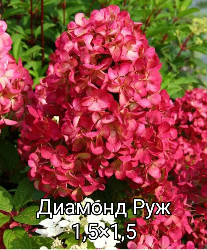 Гортензия - миниатюра 34