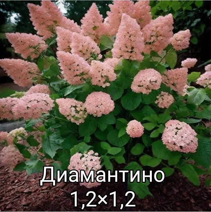 Гортензия - миниатюра 35
