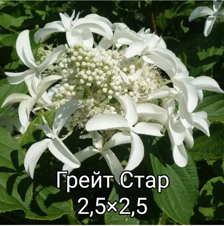 Гортензия - миниатюра 36