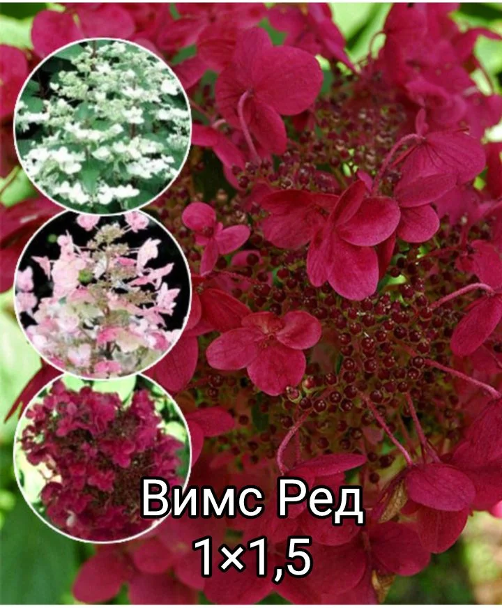 Гортензия - миниатюра 37