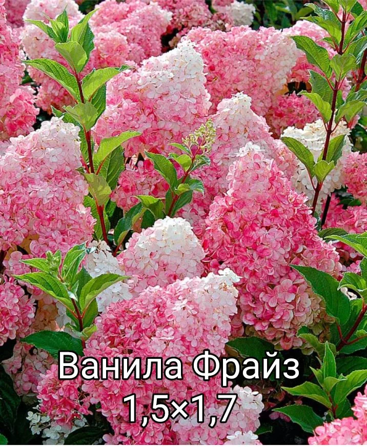 Гортензия - миниатюра 38