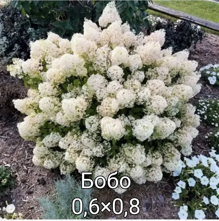 Гортензия - миниатюра 39