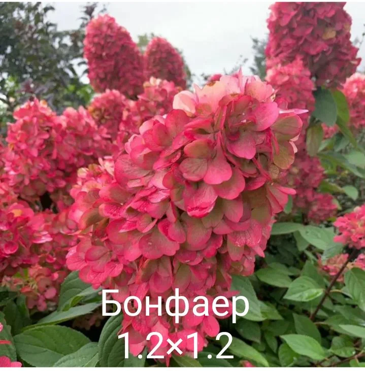 Гортензия - миниатюра 40